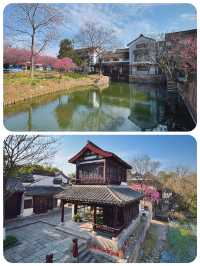 梅花洲花季啱啱好，五一記得早啲安排行程喇