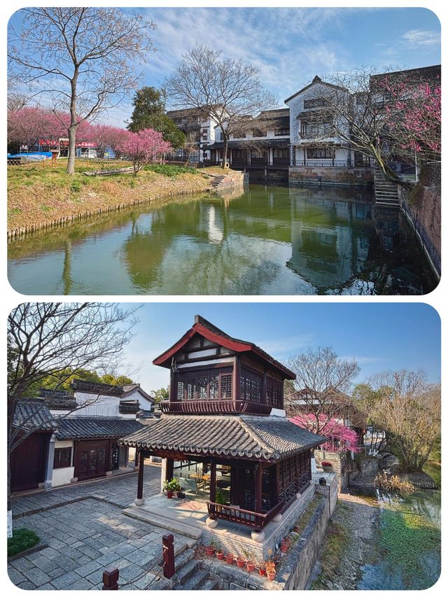 梅花洲花季啱啱好，五一記得早啲安排行程喇