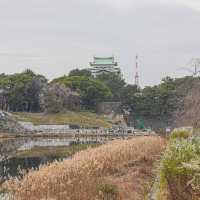 🌸藏在名古屋城邊的春日浪漫！名城公園賞櫻&打卡指南✨
