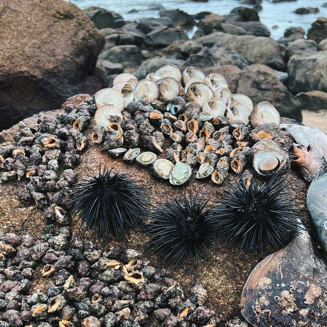 深圳大澳灣：浮潛與趕海嘅夢幻之境