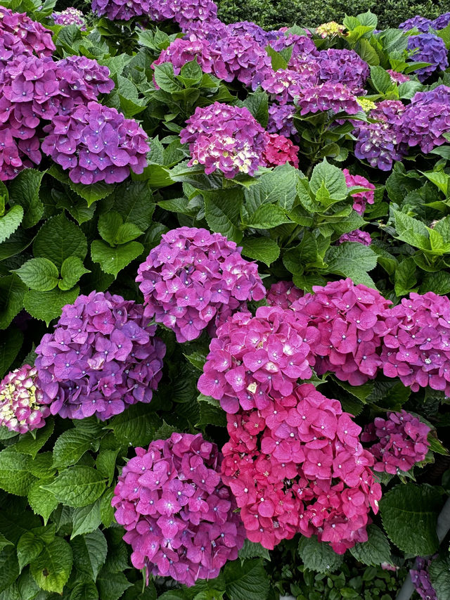 🌸 台灣散步｜陽明山·竹子湖｜山谷裡的繡球花