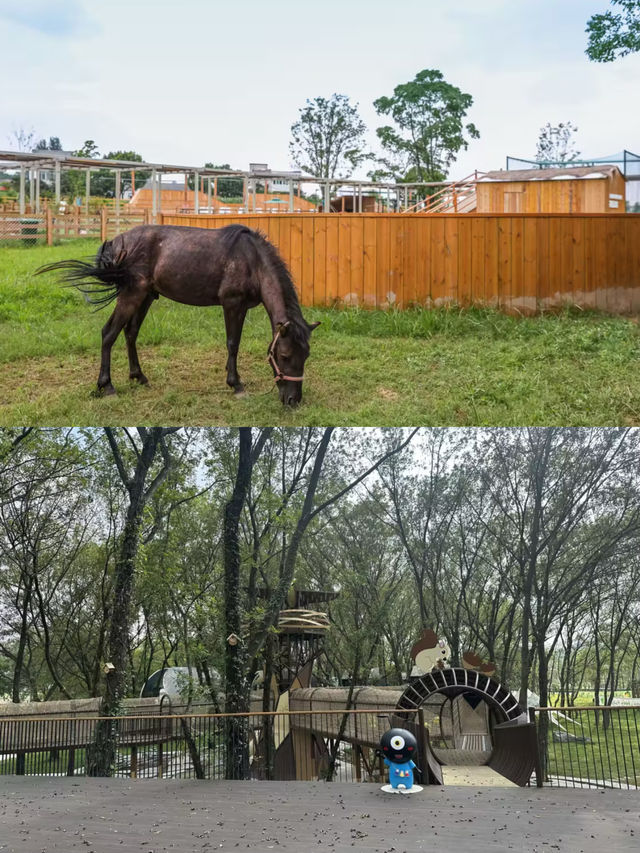 救命帶仔嚟現實版童話樹屋瞓住睇星空