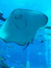 三亞亞特蘭蒂斯水族館|失落之城+海底餐廳+海豚互動