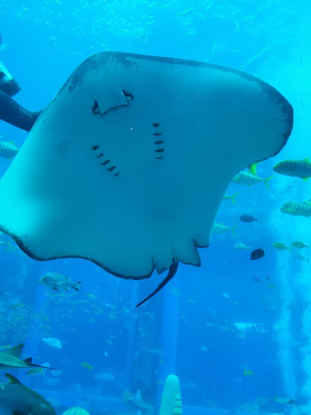 三亞亞特蘭蒂斯水族館|失落之城+海底餐廳+海豚互動