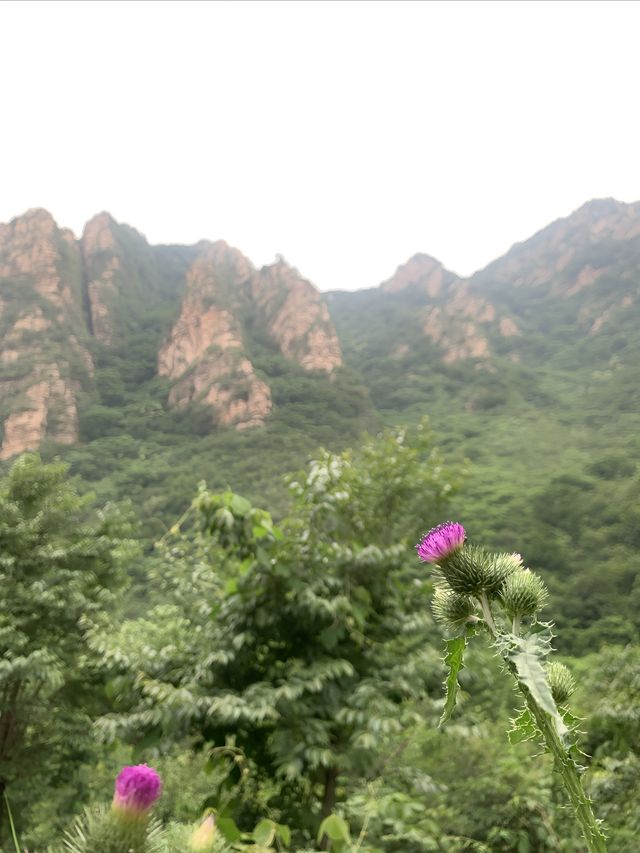青山溪水嘅梨木台
