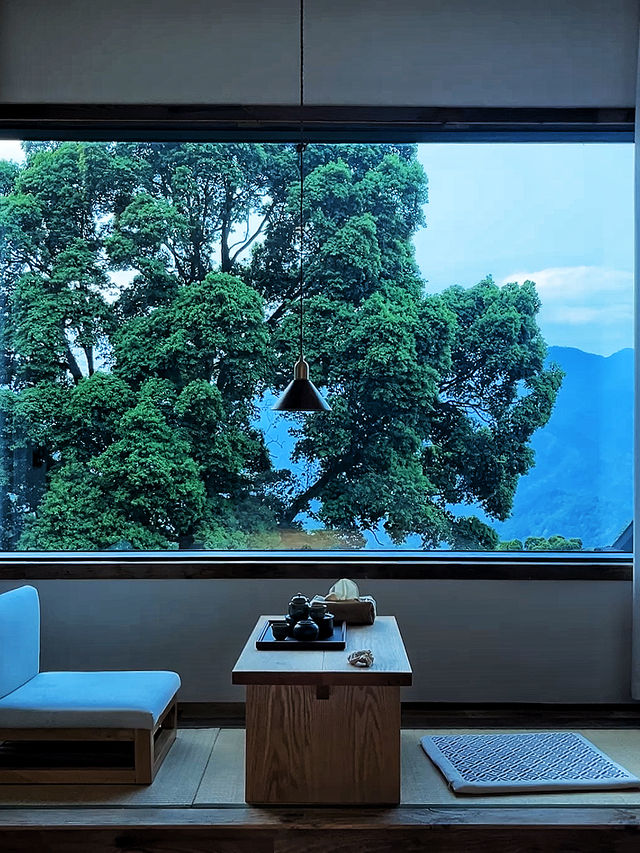 為咗呢棵樹 專登嚟咗峨眉山