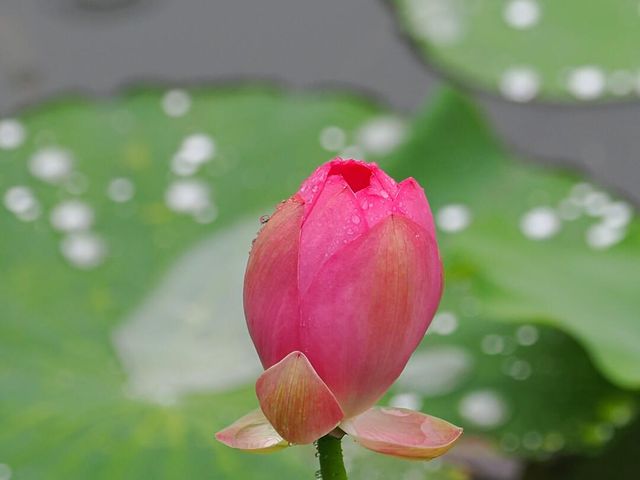 圓明園雨荷攝影指南