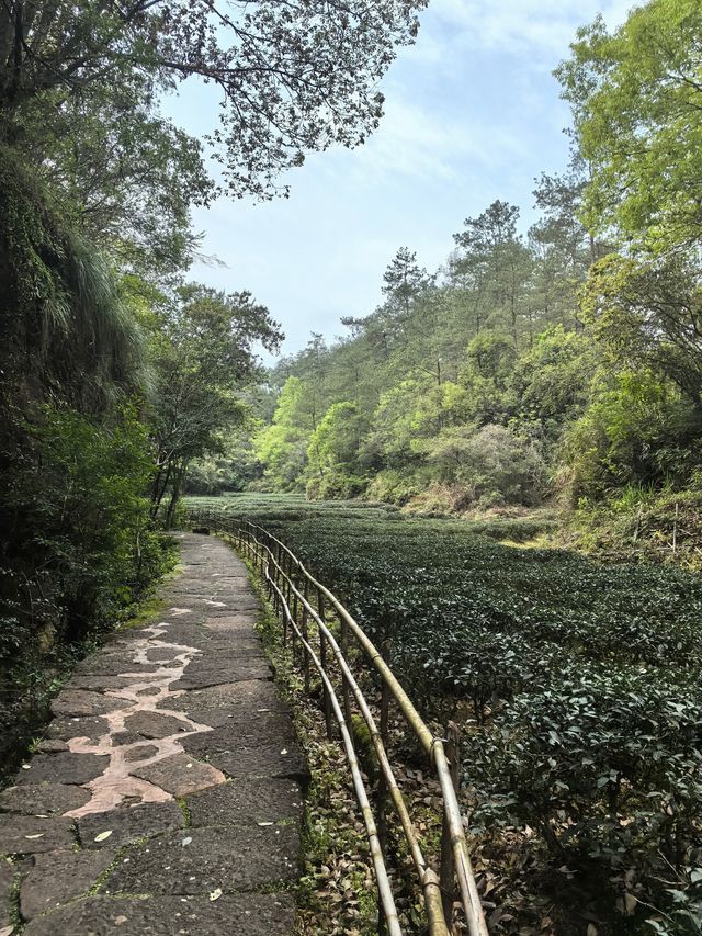 茶香滿武夷