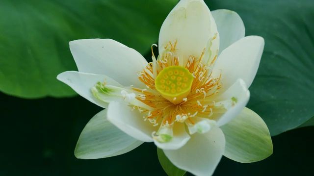 大畲古村，荷塘花海