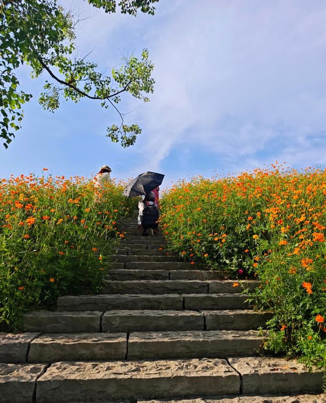 可以天府，何必川西|興隆湖格桑花海攻略