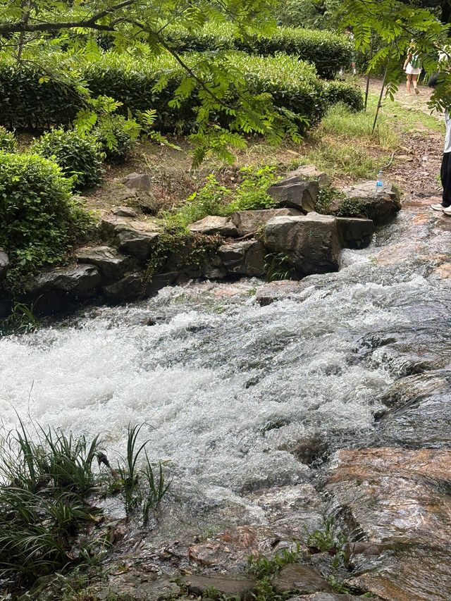 杭州九溪徒步｜喺小溪同茶園治癒系吸氧