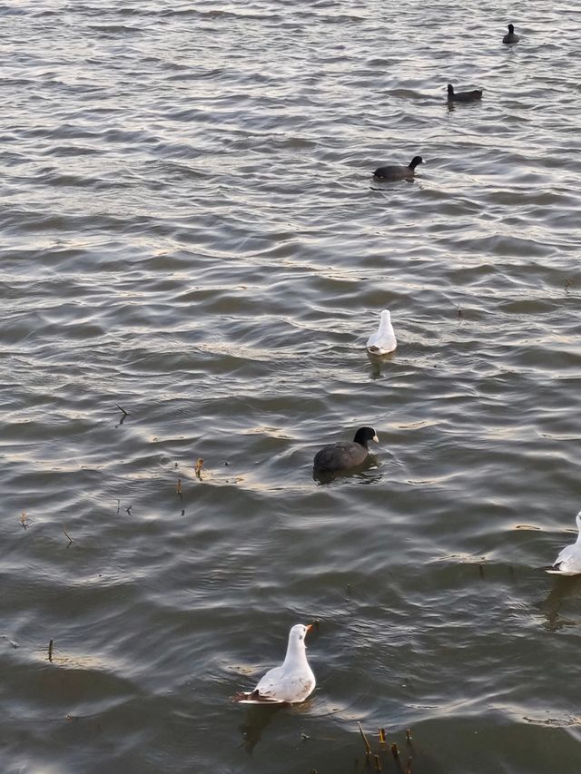 洱海邊遊玩 洱海邊遊玩