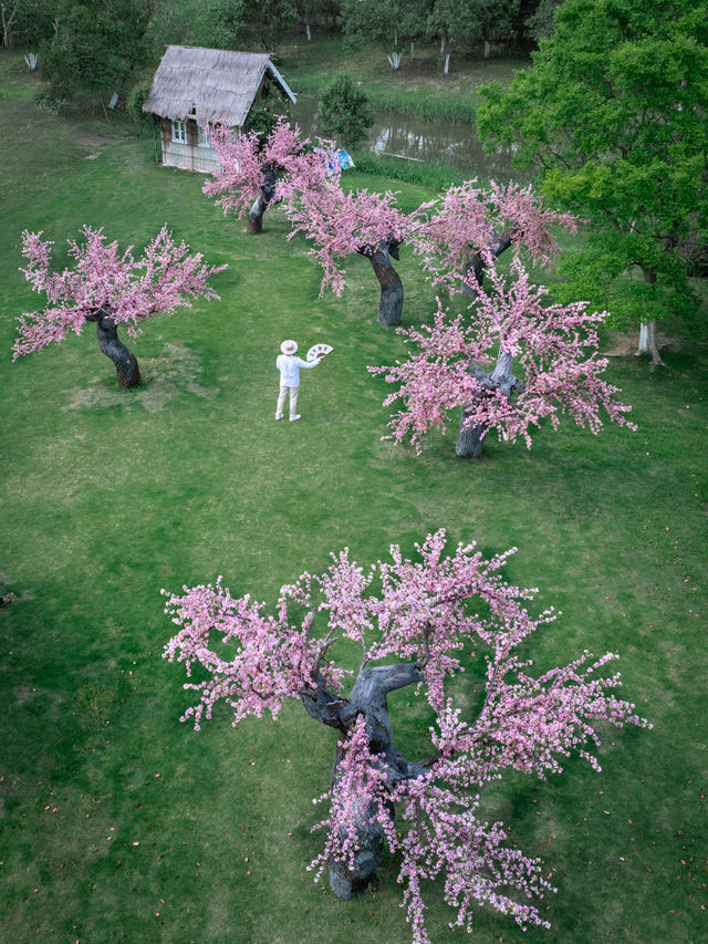 為了《無憂渡》取景地我又衝象山影視城了