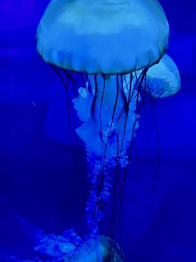 蔚藍的奇幻隧道——新澳海底世界