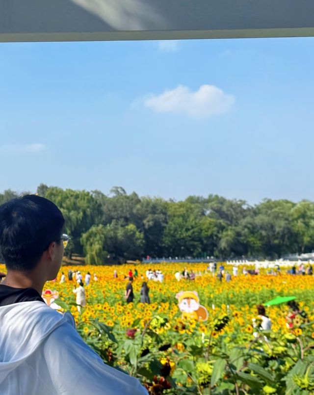 南方人赴沈記：十一北陵賞楓品菊與豪澤酒店的暖心時光