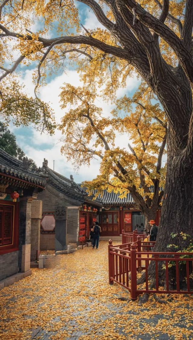 青島天后宮的銀杏不負秋天的美景