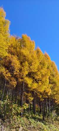 東北秋天的顏色