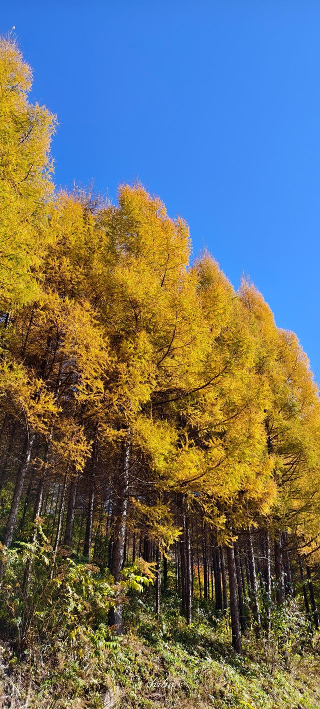 東北秋天的顏色
