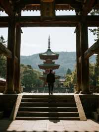 奈良公園手記｜在神鹿與古寺間收藏唐朝遺落的時光
