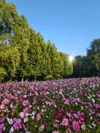 瀋陽瀋水灣公園格桑花海漫遊