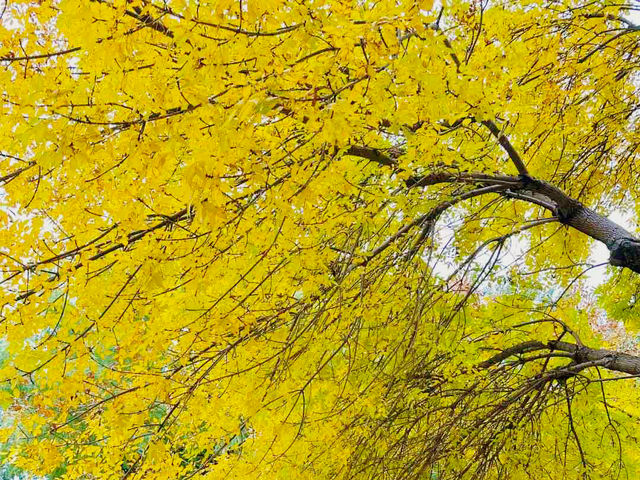 10.17實拍|奧森北園秋景開掛啦!神樹+花海美到窒息 10.17實拍|奧森北園秋景開掛啦!神樹+花海美到窒息