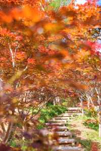 楓葉紅了廣州賞秋一定要來一趟帽峰山