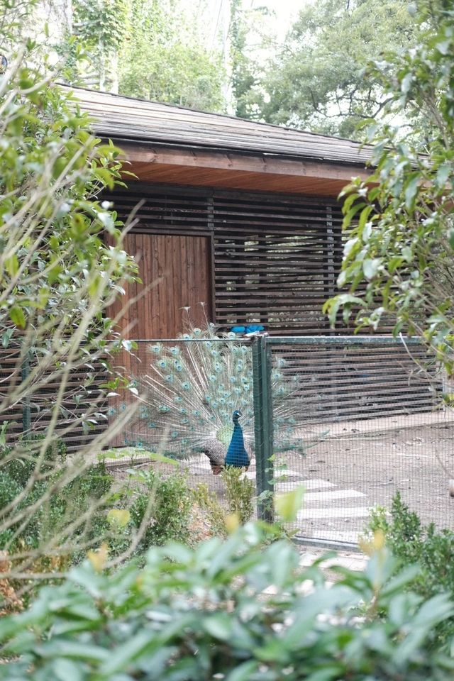 錯峰逛動物園太有感覺了