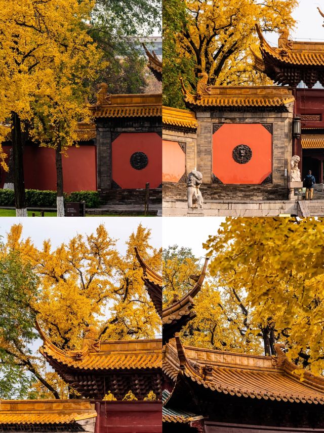 南京｜朝天宮 銀杏狀態在線 但還未到觀賞期