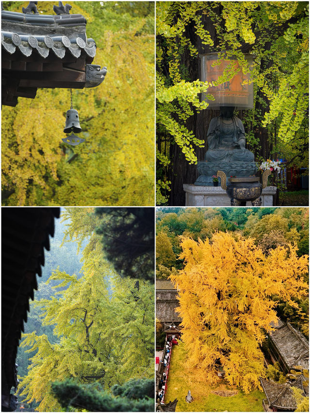 西安秋日儀式感丨滿城銀杏
