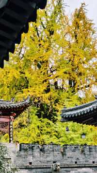 實拍唐太宗親手栽種的千年銀杏樹附入寺攻略