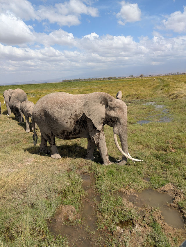 Exceptional Safari with a Skilled Guide