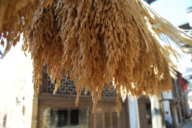 婺源篁嶺丨油菜花海裡的徽派秘境，逃離人群的獨家玩法