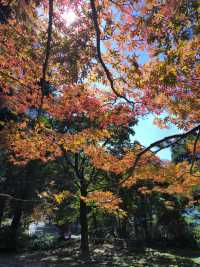 霧隱嵐山火燭幽