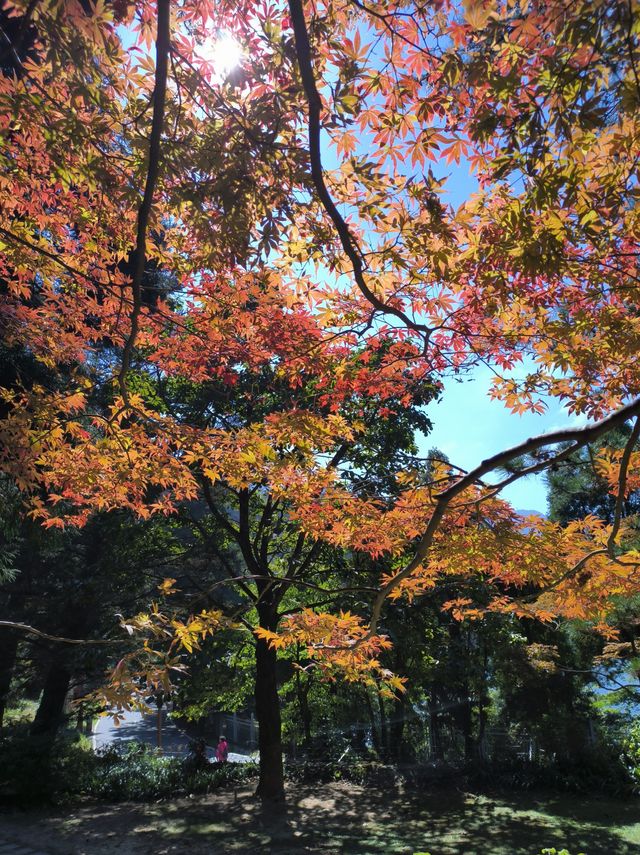 霧隱嵐山火燭幽