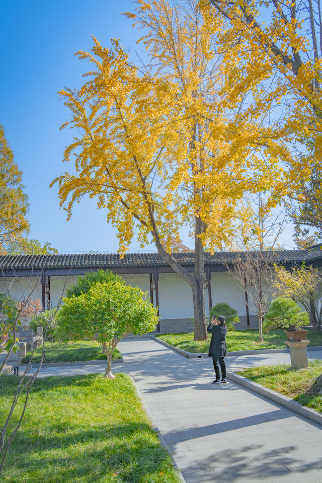 晴天打卡新中式光影蘇州秋天拍照打卡攻略。 晴天打卡新中式光影蘇州秋天拍照打卡攻略。