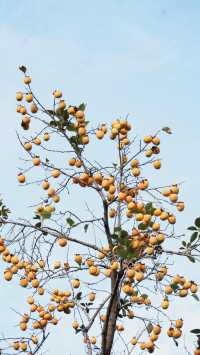蘇州|這棵柿子樹已經紅啦
