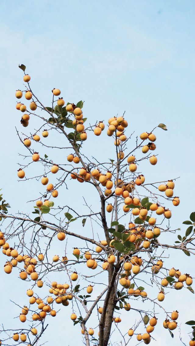 蘇州|這棵柿子樹已經紅啦 蘇州|這棵柿子樹已經紅啦