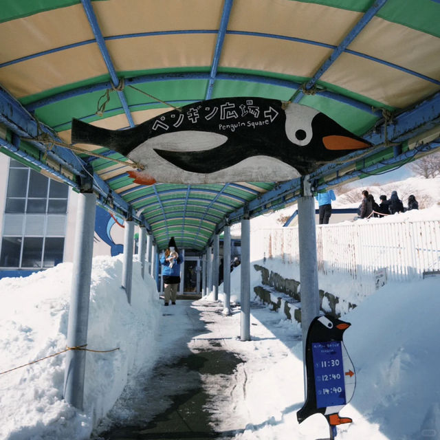 🐧오타루 수족관에서 펭귄과 눈꽃을 만난 날 🐧오타루 수족관에서 펭귄과 눈꽃을 만난 날