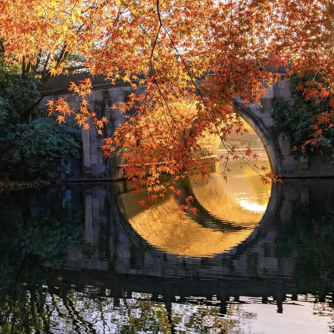 Introducing the best autumn spots in Hangzhou, personally selected by photographer Li Xiaolei (@李小镭), who has been capturing the beauty of Hangzhou for 10 years. Every year, Hangzhou's autumn offers a fresh and moving experience, and these are the standout locations.

📸 Recommended Photo Spots

• Quyuan Fenghe (曲院风荷)
  - A stunning harmony of autumn ponds and fiery red maple leaves
  - Morning mist creates a scene reminiscent of a traditional Chinese painting

• Huagang Guanyu (花港观鱼)
  - A lively landscape of fish and autumn foliage
  - The contrast between red maple leaves and koi fish is particularly striking

• Taiziwan Park (太子湾公园)
  - A romantic blend of expansive lawns and autumn flowers
  - Bustling with locals enjoying picnics on weekends, but peaceful on weekdays

• Beishan Street (北山街)
  - A mix of French-style trees and West Lake, evoking a European vibe
  - Best enjoyed during sunset for its breathtaking beauty

• Hupao Park (虎跑公园)
  - Features serene forest trails and clear streams
  - An ideal spot to capture autumn leaves reflected in the water

💡 Visiting Tips

- Early mornings or weekday afternoons are the best times to avoid crowds
- Mid-November to early December is the peak season for autumn foliage
- Experiment with various angles and compositions; the same spot can look different depending on the time and weather

Hangzhou in autumn feels like walking through a living watercolor painting. This fall, enjoy your own unique Hangzhou autumn journey! 🍂
