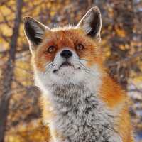 🇮🇹이탈리아 알페 데베레오, 야생 여우와의 뜻밖의 만남 🦊