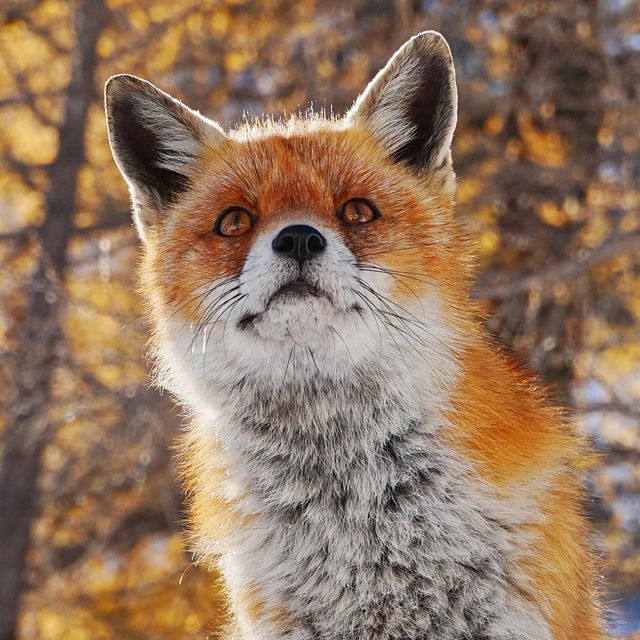 🇮🇹이탈리아 알페 데베레오, 야생 여우와의 뜻밖의 만남 🦊