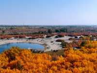 金秋必衝!金塔胡楊林500字治癒系攻略