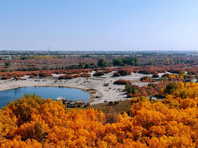 金秋必衝!金塔胡楊林500字治癒系攻略 金秋必衝!金塔胡楊林500字治癒系攻略