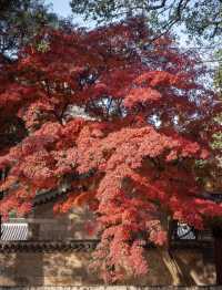 帶父母崂山賞秋輕鬆攻略：慢品山海秋韻