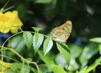 蝴蝶與自然溫室 Key West