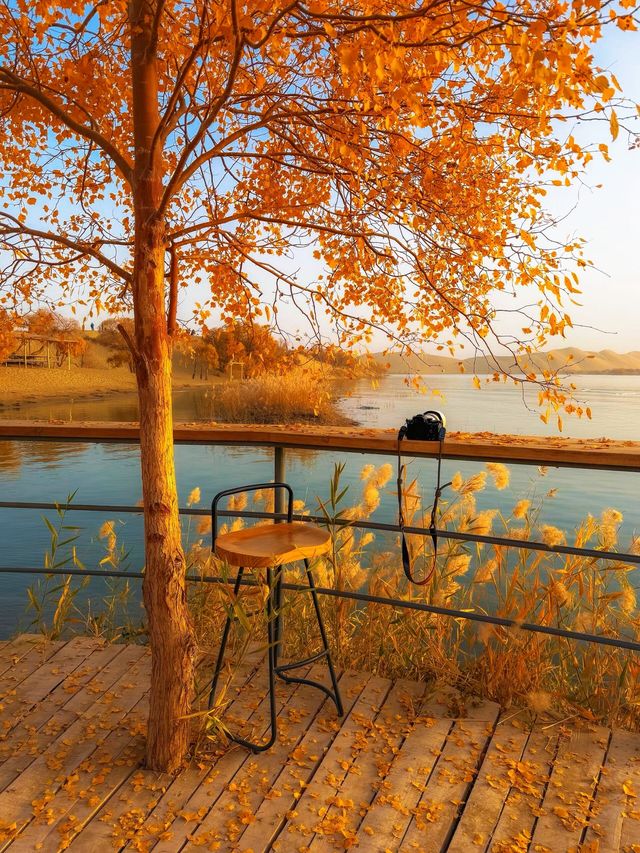 金色童話胡楊林秘境 金色童話胡楊林秘境