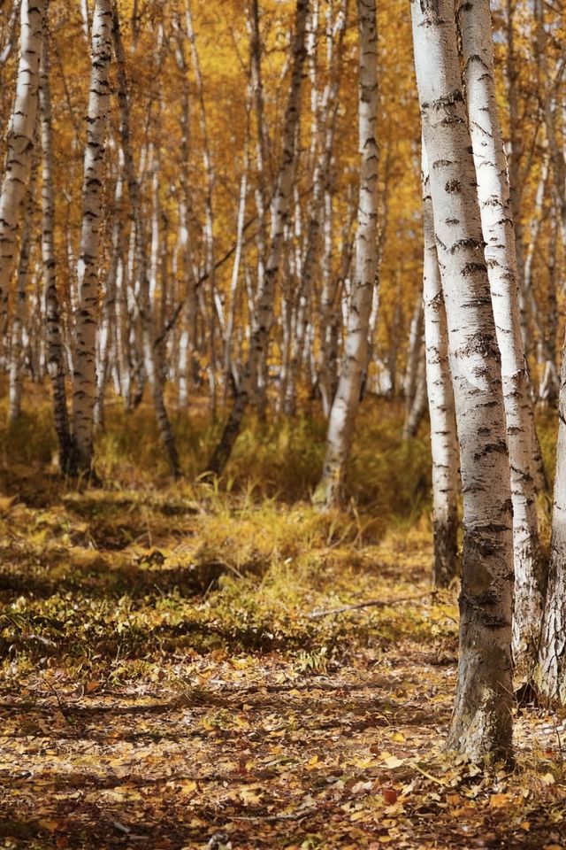 晨光鍍雪白樺林，亞布力晨韻醉初心