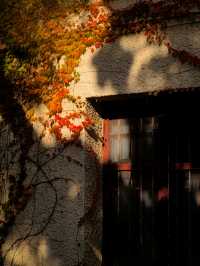 2025.11.17  八大關始建於20世紀30年代，以融合多國建築風格和四季分明的自然景觀而聞名。