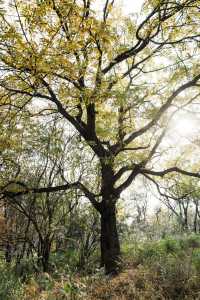 南京止馬嶺 秋季徒步出片指南