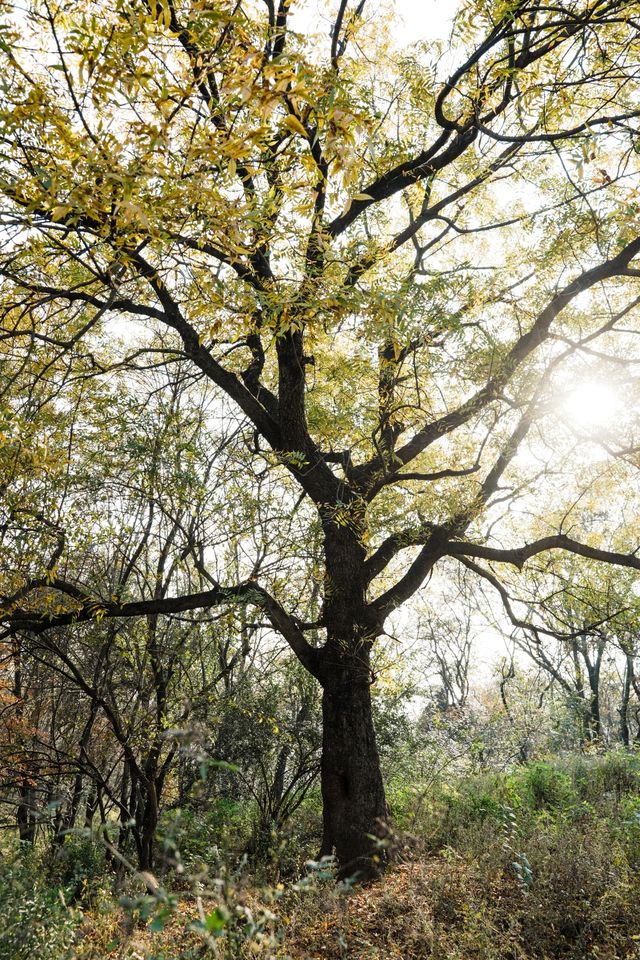 南京止馬嶺 秋季徒步出片指南